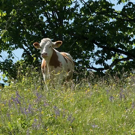 Feriegård Reiterbauernhof Maho