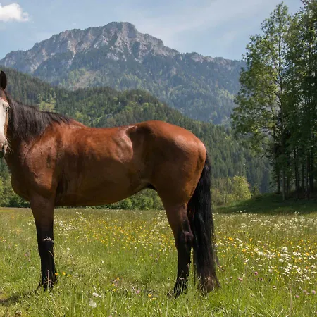 Gospodarstwo agroturystyczne Reiterbauernhof Maho Sankt Aegyd am Neuwalde