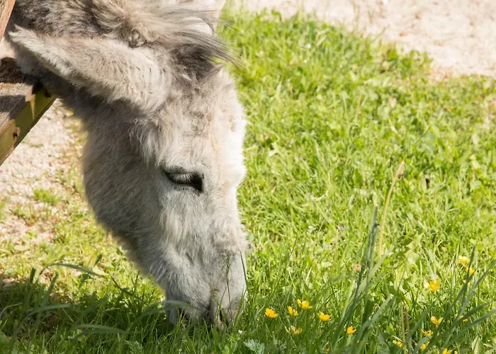 Reiterbauernhof Maho