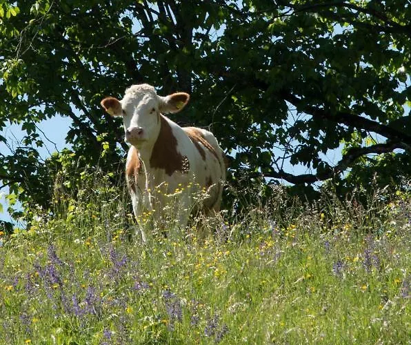 Agroturismo Reiterbauernhof Maho