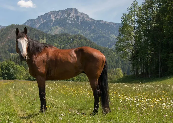 Agroturismo Reiterbauernhof Maho Sankt Aegyd am Neuwalde
